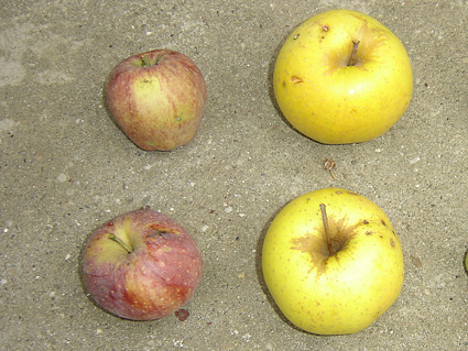 Baranjske 'nešpricane' jabuke