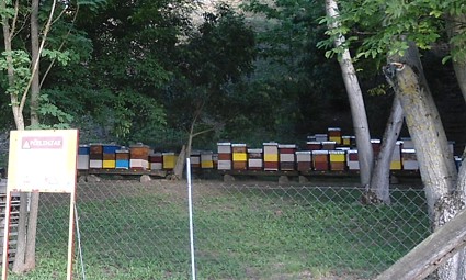 Pčelinjak u Brnjevarskoj planini