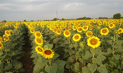 Suncokretište kod Belog Manastira