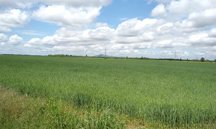 Psenično polje kod Širine - u pozadini Aršanj u Mađarskoj