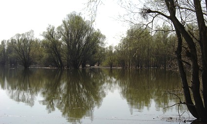 Kopački rit - rasadište komaraca