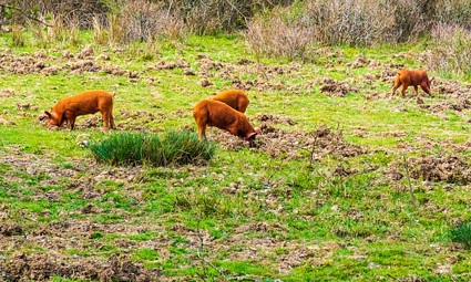 A svinje ruju li, ruju..., čak i ako nisu divlje