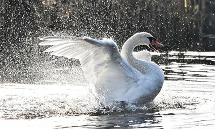 Najbolje fotografije 2021: 'Razigrani labud', Ivica Bilandžić (OBŽ)