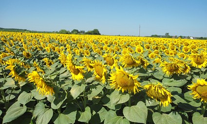 Grad Beli Manastir: polje suncokreta
