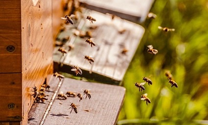 Pčelarskom sektoru u 2023. godini 28,4 milijuna kuna 