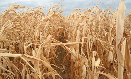 Kukuruz je sazrio prije reda