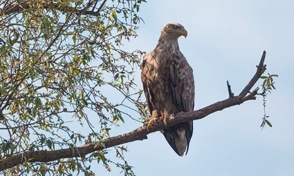 Štekavac u Kopačkom ritu