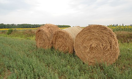 Balirana kleja na njivi uz šumu Adica kod Belog Manastira