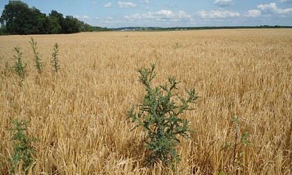 Baranja: žitno polje kod Širina