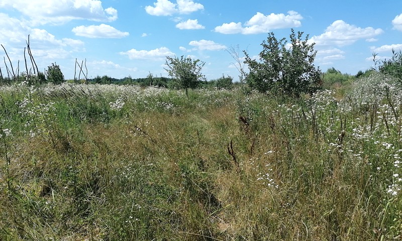 Livada obrasla bujnom travom kod Bilja u Baranji